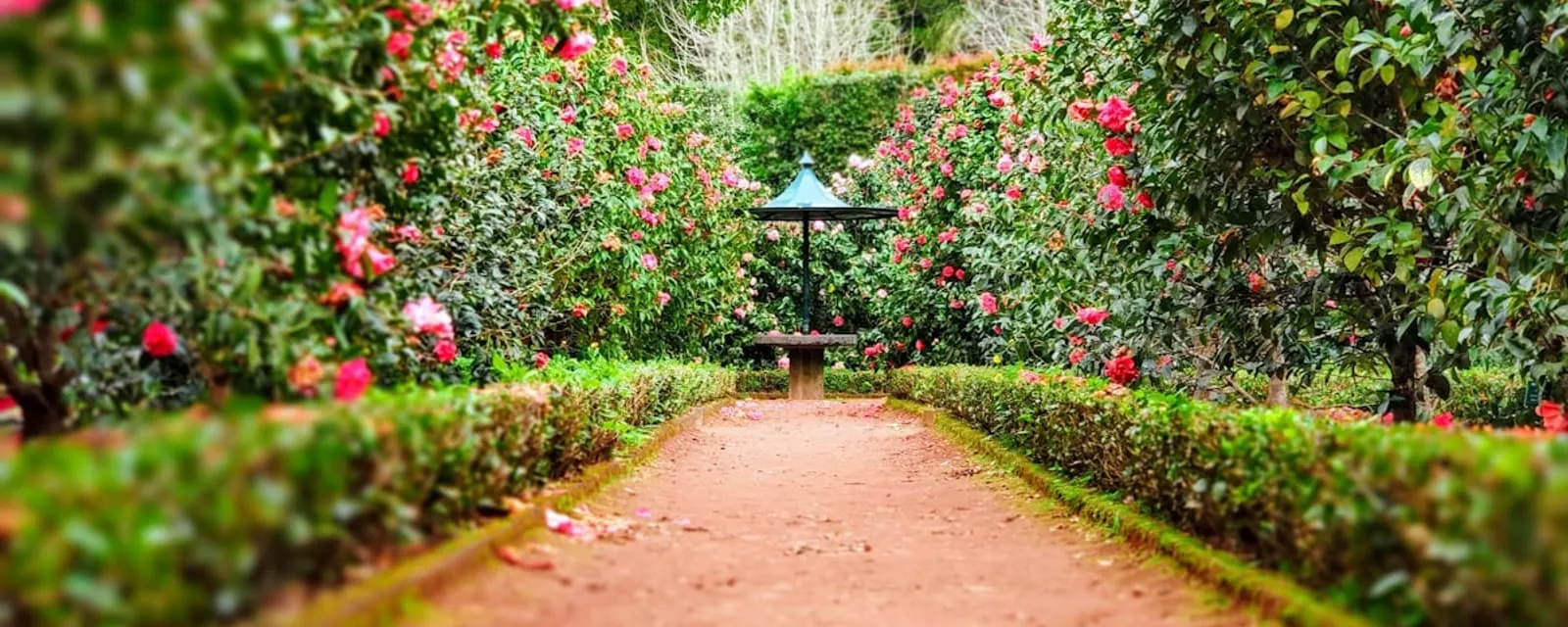 A manicured garden path framed by flowering planting beds and clipped hedges
